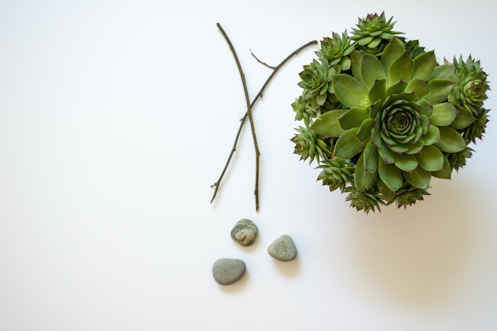 Detalle de planta y piedras (imagen ilustrativa)